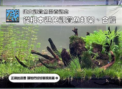 紅花豬混養|千萬別亂買！建立觀賞魚混養觀念｜水族箱姊弟－水族 